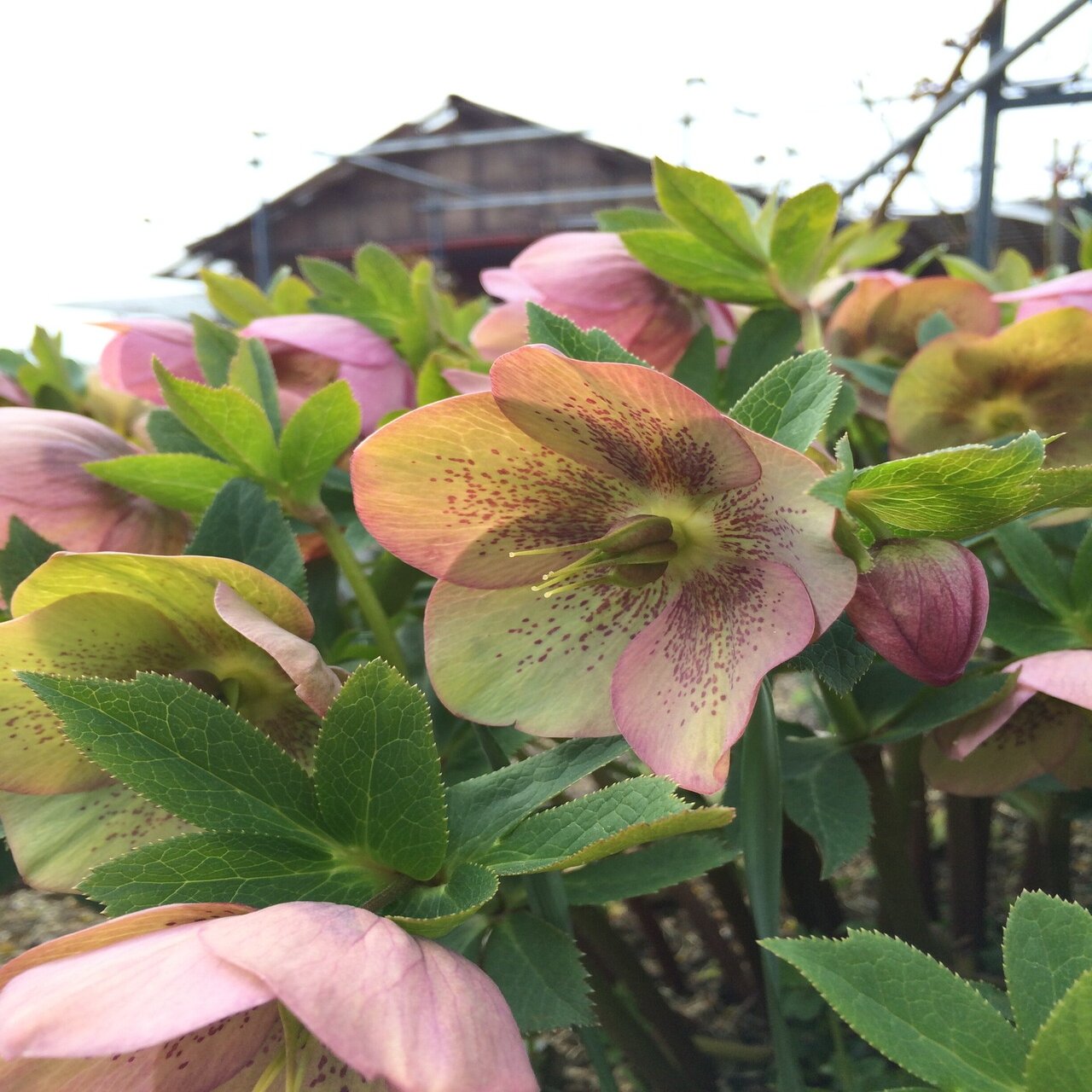 Gardening 冬の寒さに強い花 はこねフローリスト Note