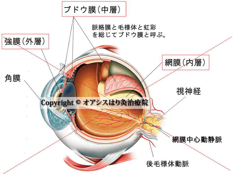 眼球を構成する網膜ブドウ膜胸膜