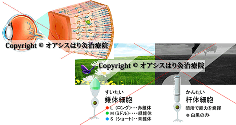 網膜 錐体細胞と杆体細胞