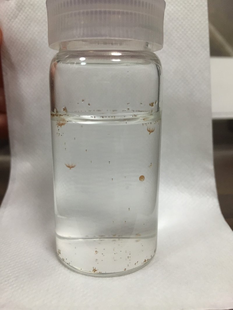 ミズクラゲ飼育 ポケット飼育との出会い あそびとくらしの店 海月堂 Note