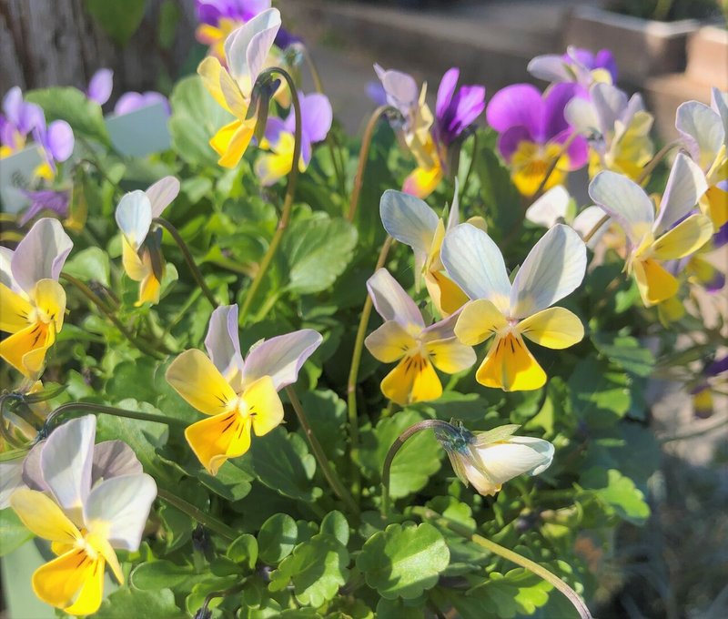 Gardening 冬の寒さに強い花 はこねフローリスト Note