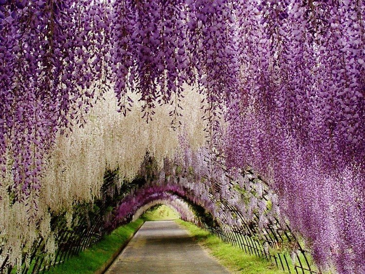 フレンチ Vogueに紹介されていた、
日本へ春に訪れるべき8つの理由の記事に出ていた河内 藤園。ぜひ行ってみたい。
http://en.vogue.fr/lifestyle/travel/diaporama/reasons-to-visit-japan-things-to-do-what-to-do-see-go-travel-guide-tokyo-kyoto-cherry-trees/41975