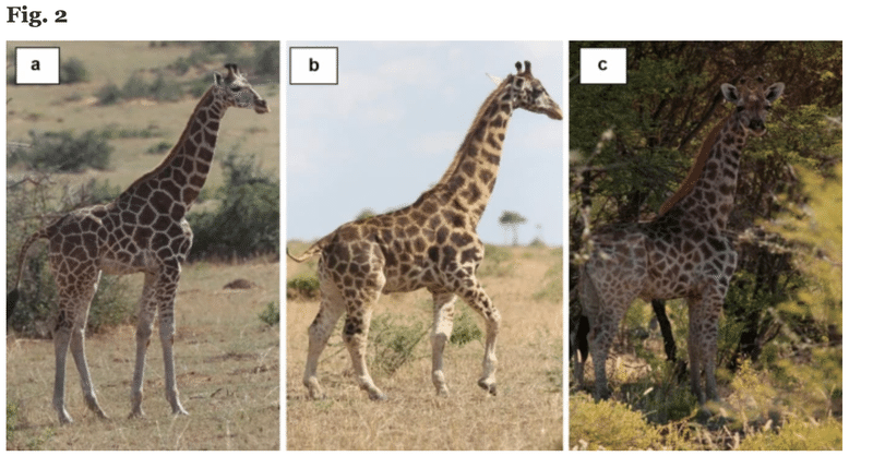 情報が歪んでいく様子を追跡してみた ほぼ嘘 のミニキリンが誕生するまで 郡司芽久 Note