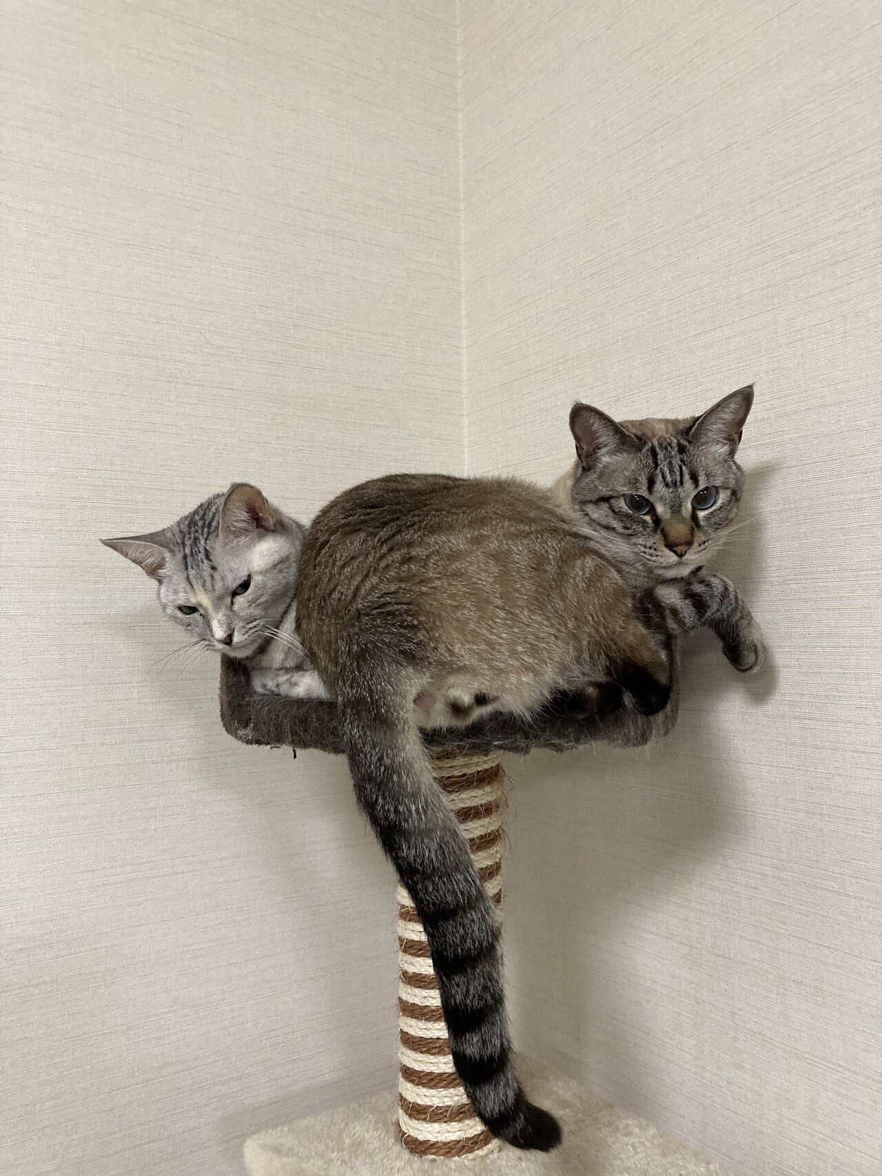 ウチの家には ネコちゃんが2匹います まったく人を噛んだことがない やさしいネコです 帰宅したら 寄ってきてくれます この時期は 寒いのか狭い場所に2匹一緒にいます ネコがいる生活は癒され いっせい のべ2万人をレッスンした ゴルフレッスンプロ