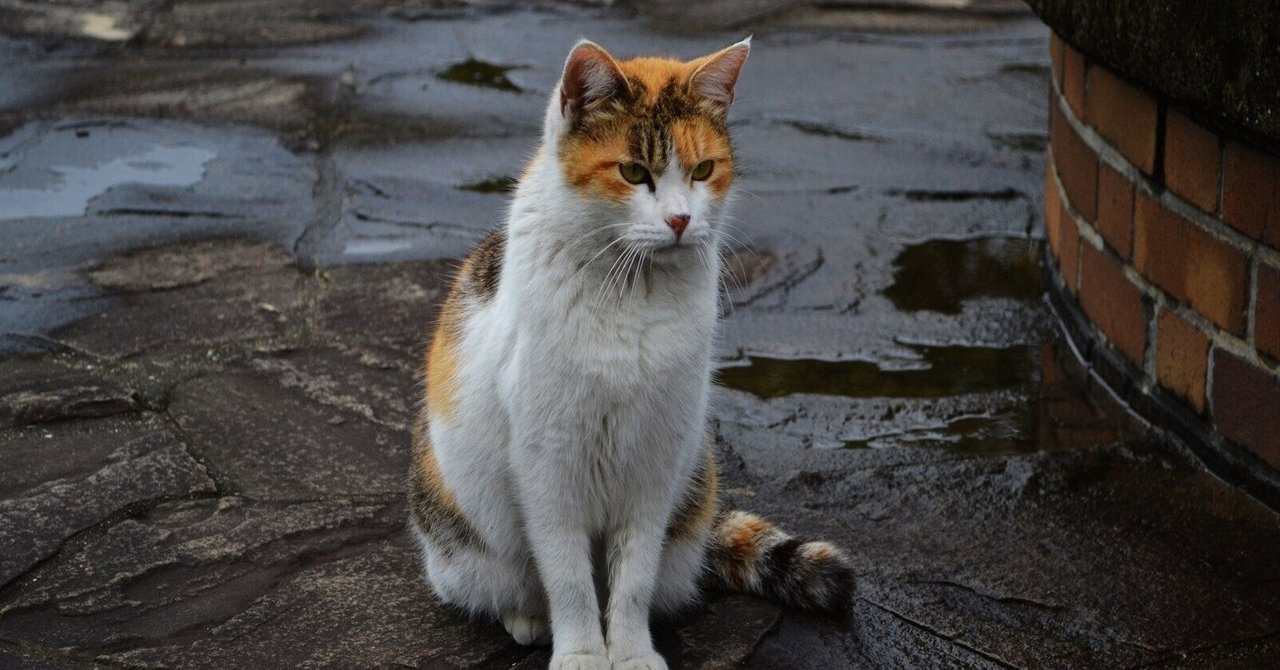 三毛猫ホームズの推理読んだら突然不幸が沸いて出た｜あのときのとき