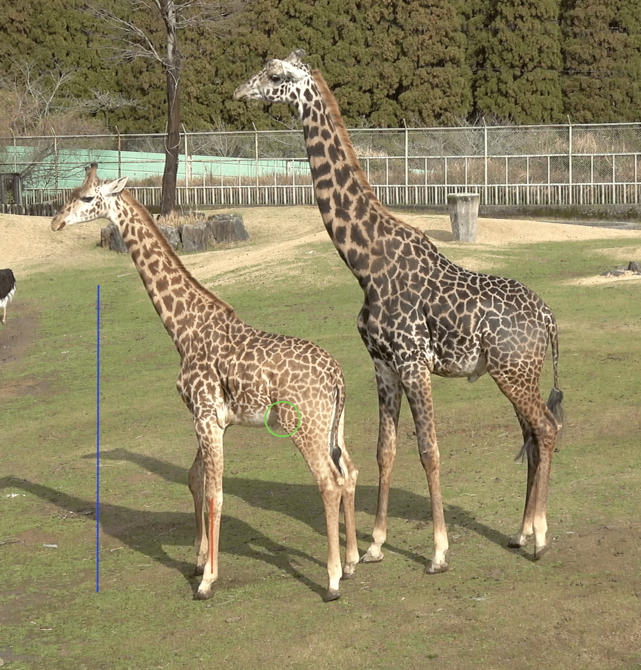 情報が歪んでいく様子を追跡してみた ほぼ嘘 のミニキリンが誕生するまで 郡司芽久 Note 情報が歪んでいく様子を追跡してみた ほぼ嘘 のミニキリンが誕生するまで 郡司芽久 Note