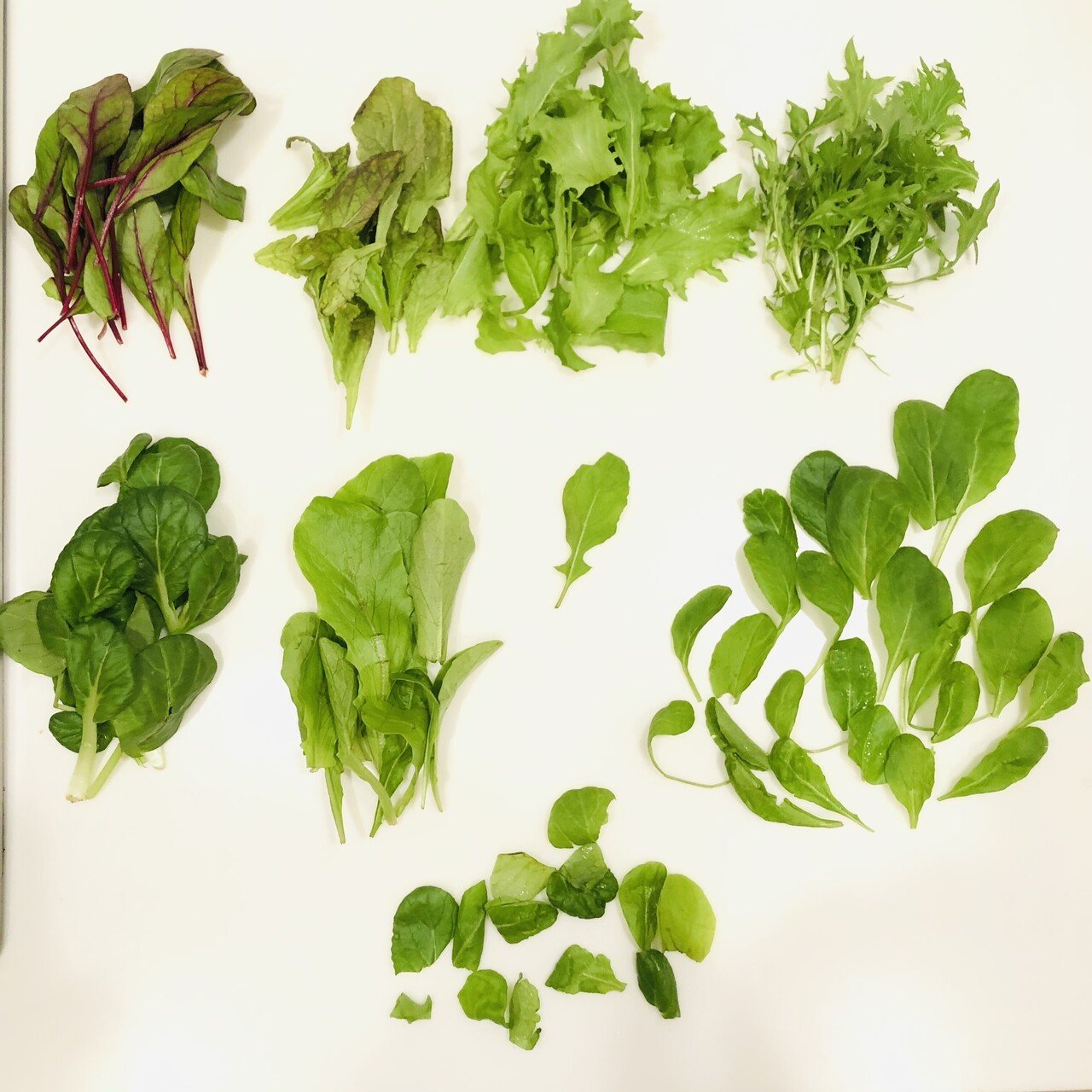 ベビーリーフを仕分けしてわかった若葉9種の違いとバランス Kamai サラダがすき Note ベビーリーフを仕分けしてわかった若葉9種の違いとバランス Kamai サラダがすき Note