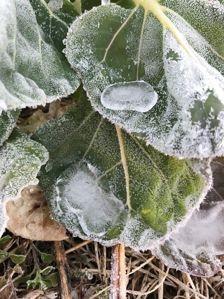 今朝の霜は すごかった 里山暮らしの宝もの Note 今朝の霜は すごかった 里山暮らしの宝もの Note
