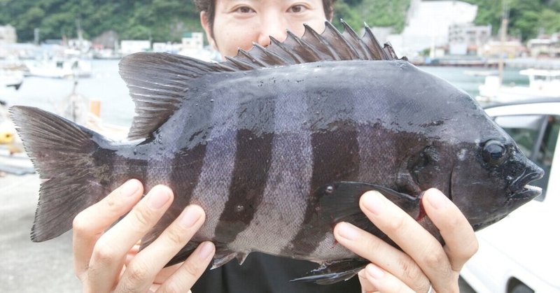 真鶴で船から狙うイシダイ釣り 八十吉丸 玉置標本 Note 真鶴で船から狙うイシダイ釣り 八十吉丸 玉置標本 Note