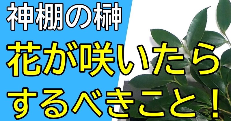神棚 超大チャンス到来 榊の花が咲いた時にするべきこと 時雨 Note