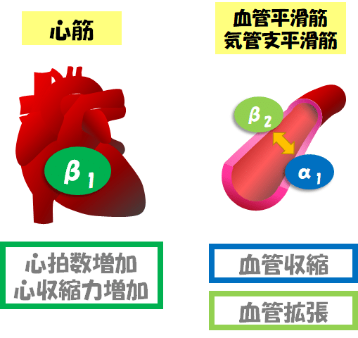 心臓ディスプレイ 医療教材 チバガイギー Lopressor β遮断薬 非売品 β遮断薬に苦手意識がある人へ】β遮断薬の種類と使い分け【β1選択性，α