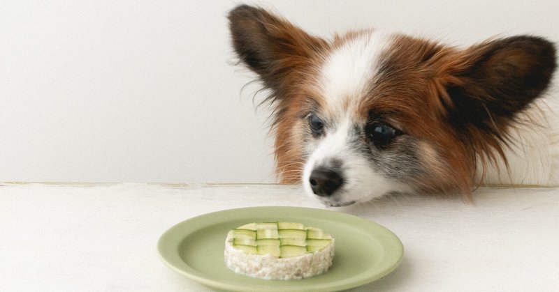 40kcal レンジで簡単 ツナ豆腐サラダケーキ 手作り犬おやつ 単品購入 いちかわあやこ 犬ごはん先生 Note 40kcal レンジで簡単 ツナ豆腐サラダケーキ 手作り犬おやつ 単品購入 いちかわあやこ 犬ごはん先生 Note