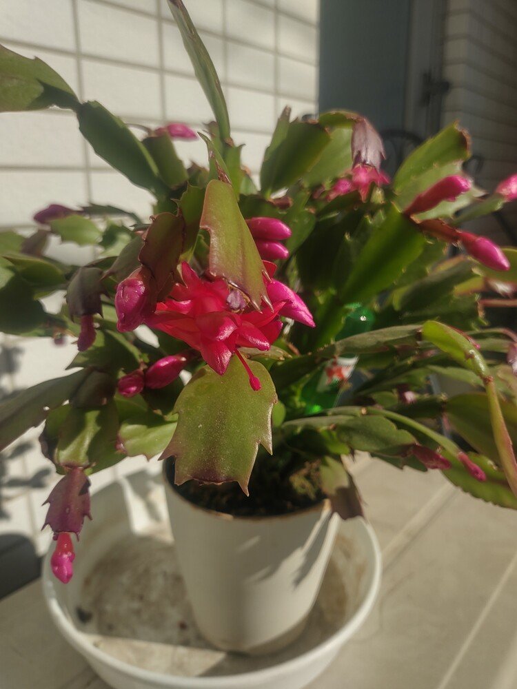 サボテンが花をつけている の新着タグ記事一覧 Note つくる つながる とどける サボテンが花をつけている の新着タグ記事一覧 Note つくる つながる とどける
