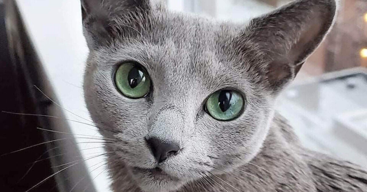 kot | #シンクロ猫 ◯ ◯ ◯ #ロシアンブルー #三毛猫