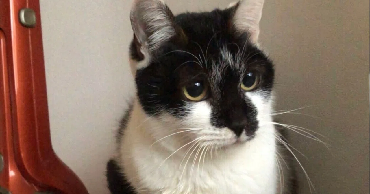 猫から学んだやさしい顔の作り方|押味愛里沙|note