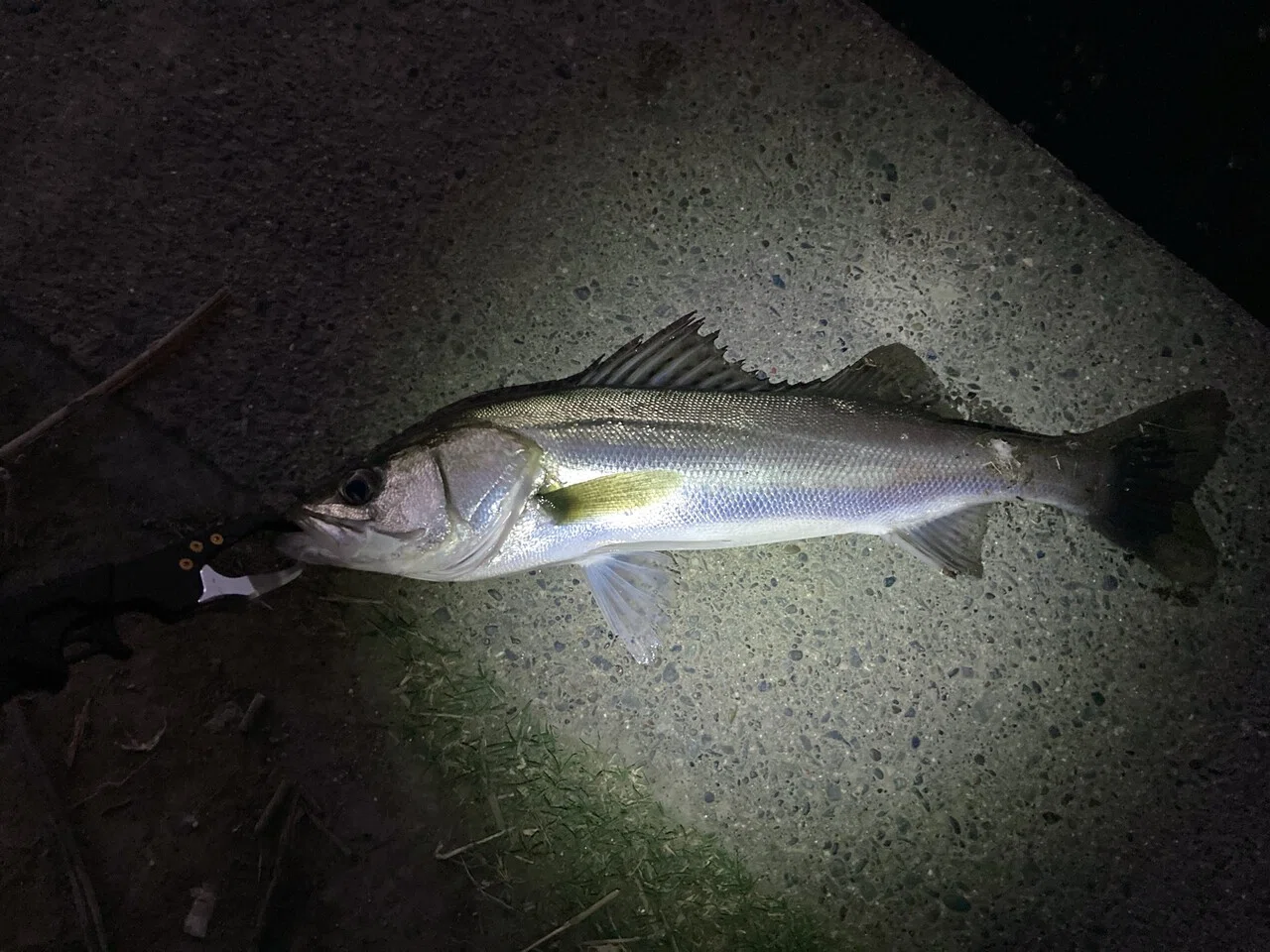 多摩川でバス釣りを辞めてシーバス釣りをしたら興奮を思い出した ヒロヤマ Note
