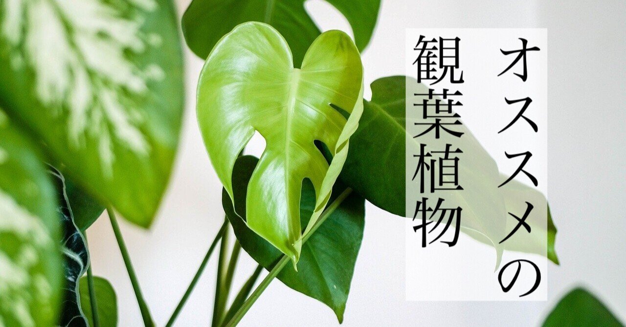 観葉植物の健康効果とオススメ10選 りかる 健康生活アドバイザー Note