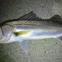 カルカッタコンクエストbfsはシーバス釣りに使えるのか 限界を探る ヒロヤマ Note