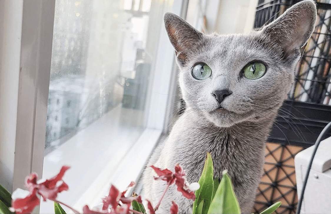 世界のスーパーモデル・キャッツ(3)～ロシアン・ブルー｜ノリノリ