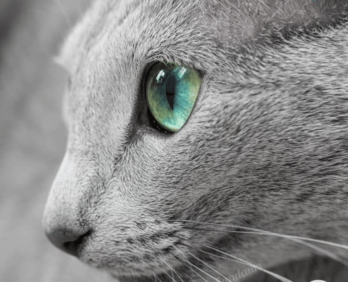 世界のスーパーモデル・キャッツ(3)～ロシアン・ブルー｜ノリノリ