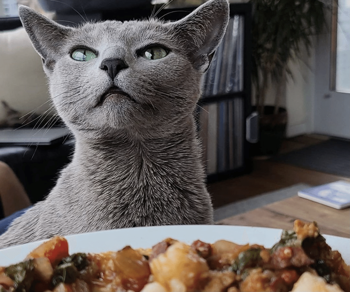 世界のスーパーモデル・キャッツ(3)～ロシアン・ブルー｜ノリノリ