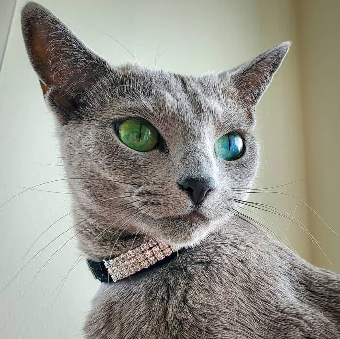 世界のスーパーモデル・キャッツ(3)～ロシアン・ブルー｜ノリノリ
