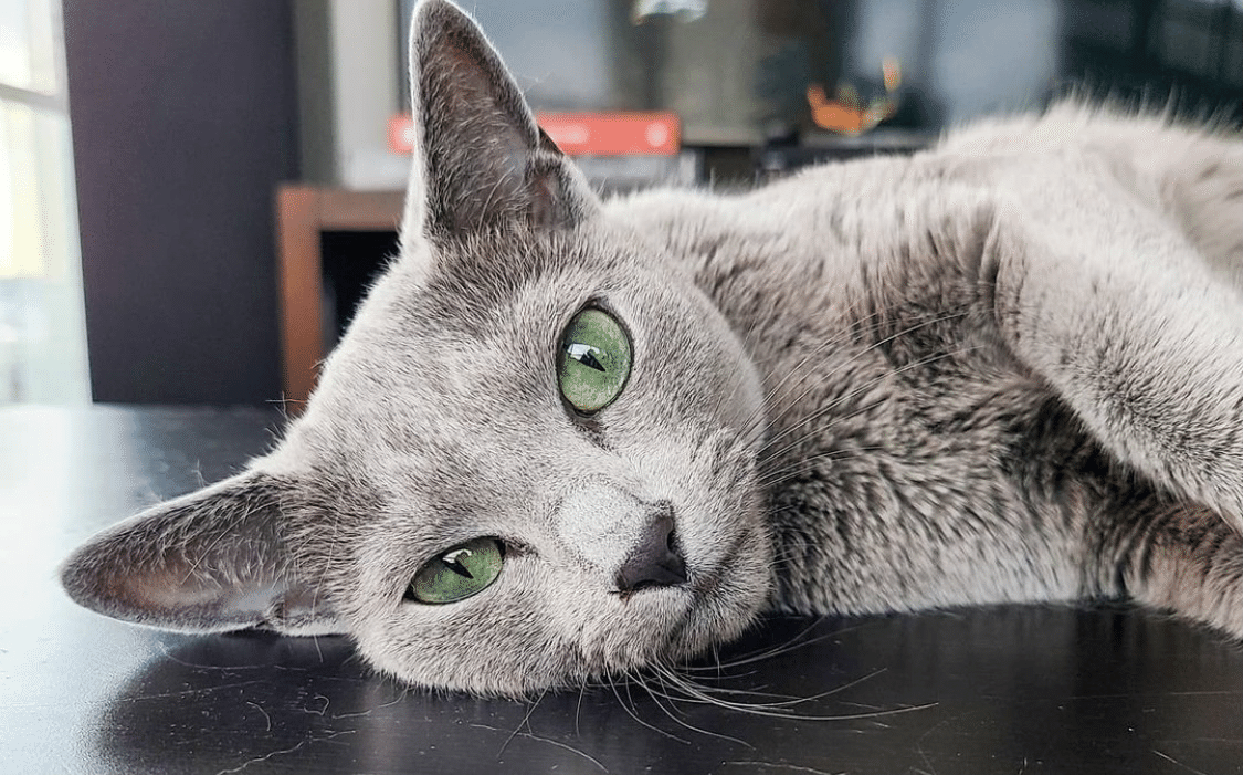 ロシアンブルー 世界のスーパーモデル・キャッツ(3)～ロシアン・ブルー｜ノリノリ