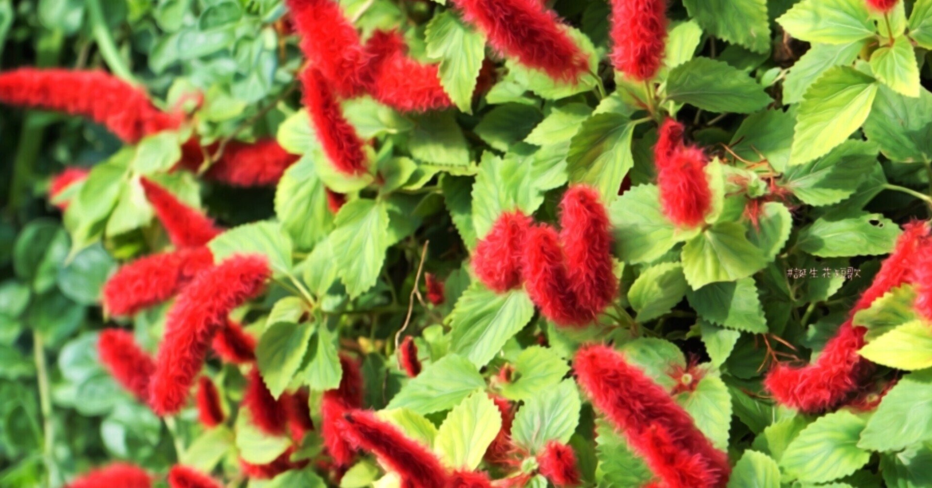 1月14日 誕生花は紅紐木 誕生花短歌 御子柴 流歌 Note 1月14日 誕生花は紅紐木 誕生花短歌 御子柴 流歌 Note