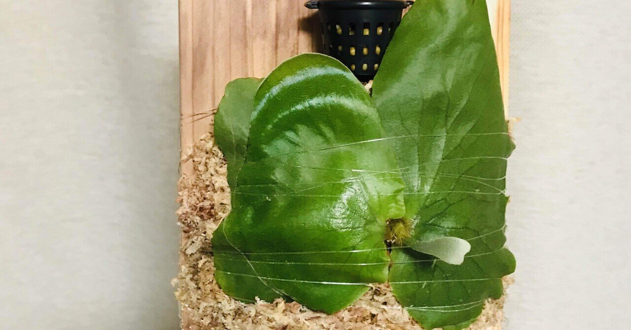 ビカクシダ ステマリア｜松本健太