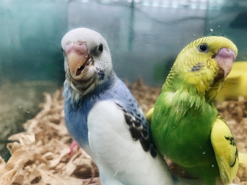 インコを飼うにあたり 川口 展弘 Nobuhiro Kawaguchi Note インコを飼うにあたり 川口 展弘 Nobuhiro Kawaguchi Note