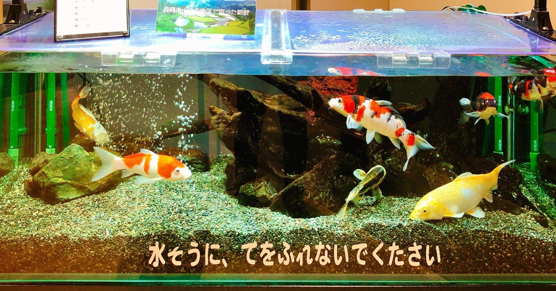 錦鯉飼育開始 導入 時のトリートメントについて 錦鯉のkoifan コイファン 株式会社kaap Note