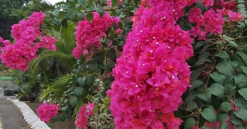 女子力アップ お気に入りのフィリピンヘルシー食材 さんと酢 フィリピン 日本ファミリーのママのお料理ノート Note