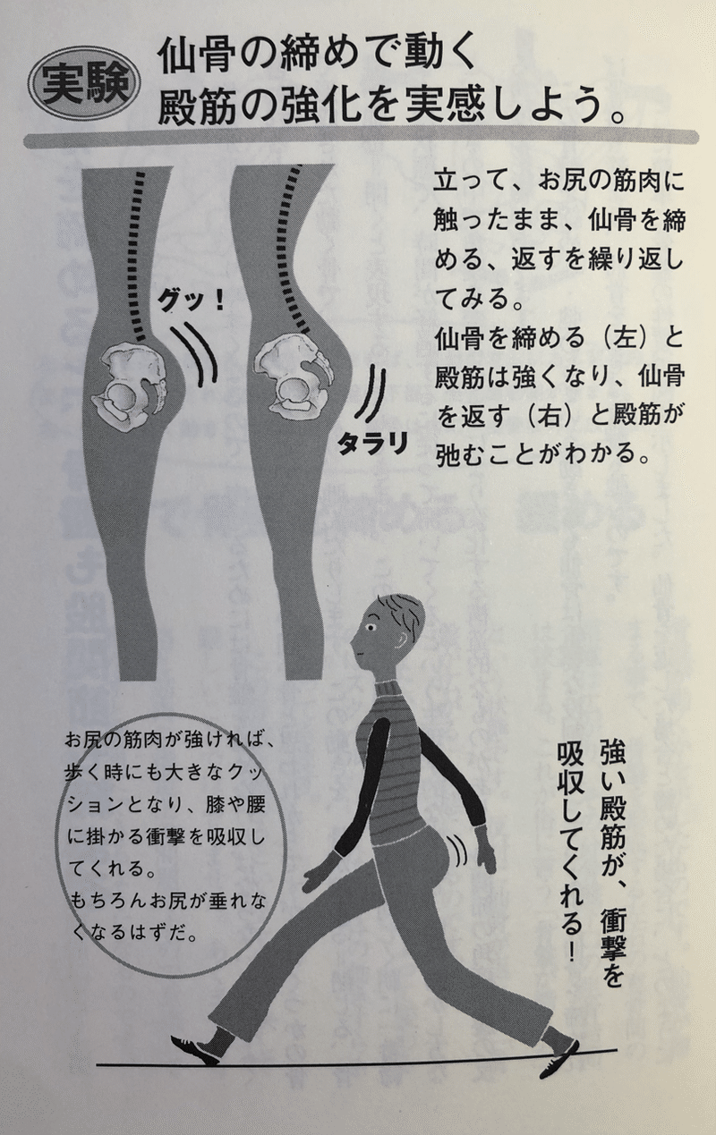 仙骨は骨盤と股関節の要 お尻にとっても関わります あしざわ治療院 Note 仙骨は骨盤と股関節の要 お尻にとっても関わります あしざわ治療院 Note