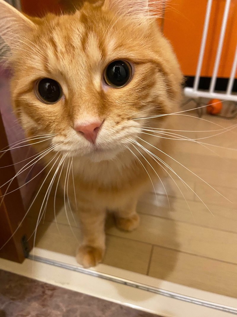 Illustrator上達のために飼い猫の絵を描いてみた Yako Note Illustrator上達のために飼い猫の絵を描いてみた Yako Note