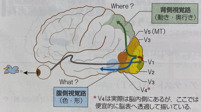 脳について知ろう 後頭葉編 すけ Note 脳について知ろう 後頭葉編 すけ Note
