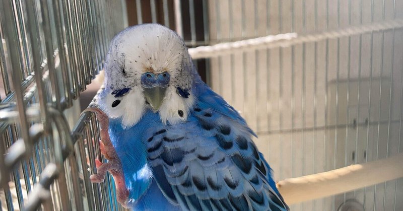 インコまるけの由来 インコまるけ Note インコまるけの由来 インコまるけ Note