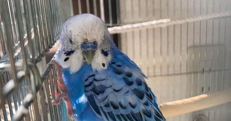 インコまるけの由来 インコまるけ Note