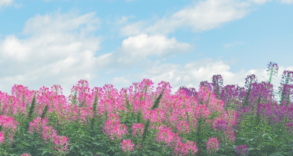 ヒロミツ               ヒロミツ