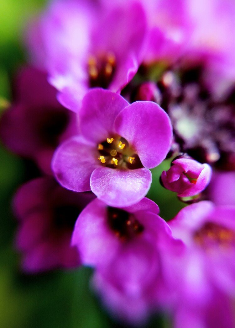 最も好ましい 薺 花言葉 3341 薺 花言葉