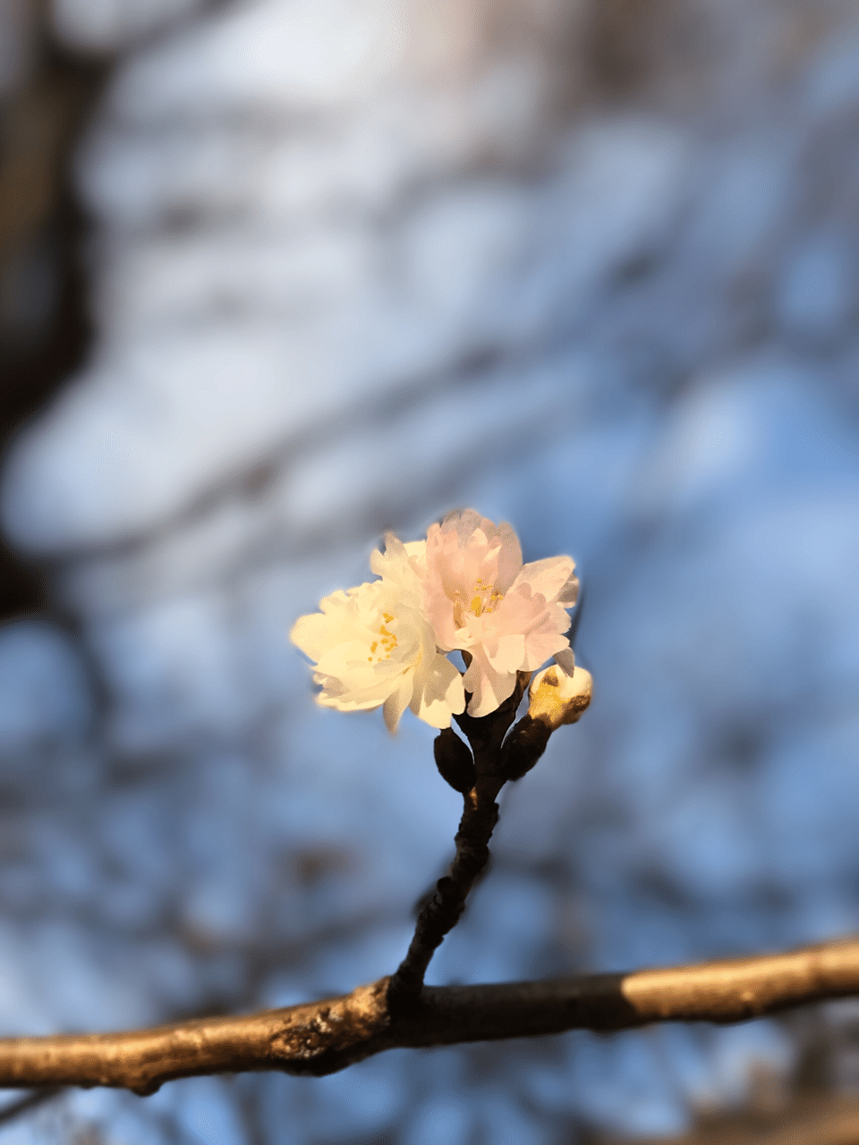 小正月の子福桜 洋介 Note