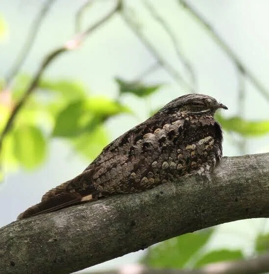 第1427回 色んな鳥40目 ⑶|翆野 大地