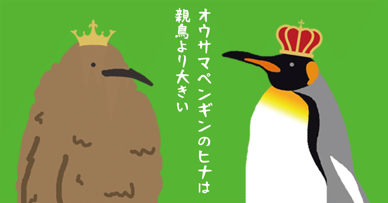 オウサマペンギンのヒナは親鳥より大きい｜NINOVAL COFFEE (ニノーバル