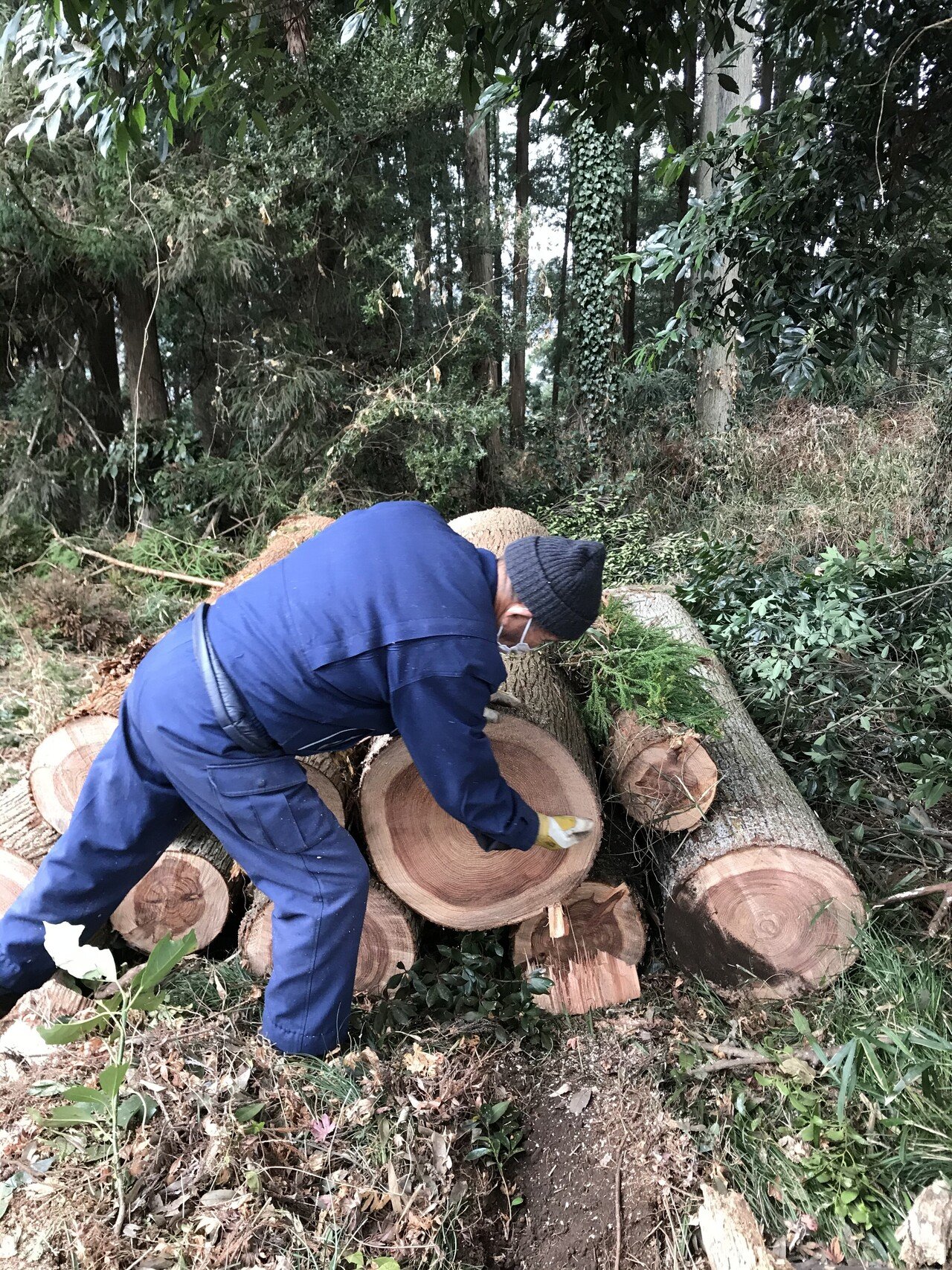 今日から呟きます 今日はすぎの木 を伐採して頂きました 上空からとんびが見守っていました 今は機械で伐採しますが 昔は手作業だったんだと思うと凄いですよね 太い木 は100年近い樹齢だったと思いますから 違 Katuyo Note