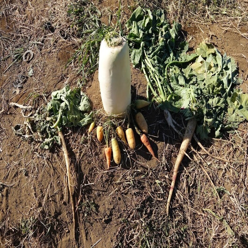 鎌倉浜大根 町田さんの畑におじゃましてきました あさばみゆき 深雪 Note