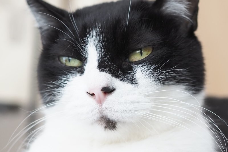 シニアなのに一番働かせられてる保護猫コロ子 Love Co Note