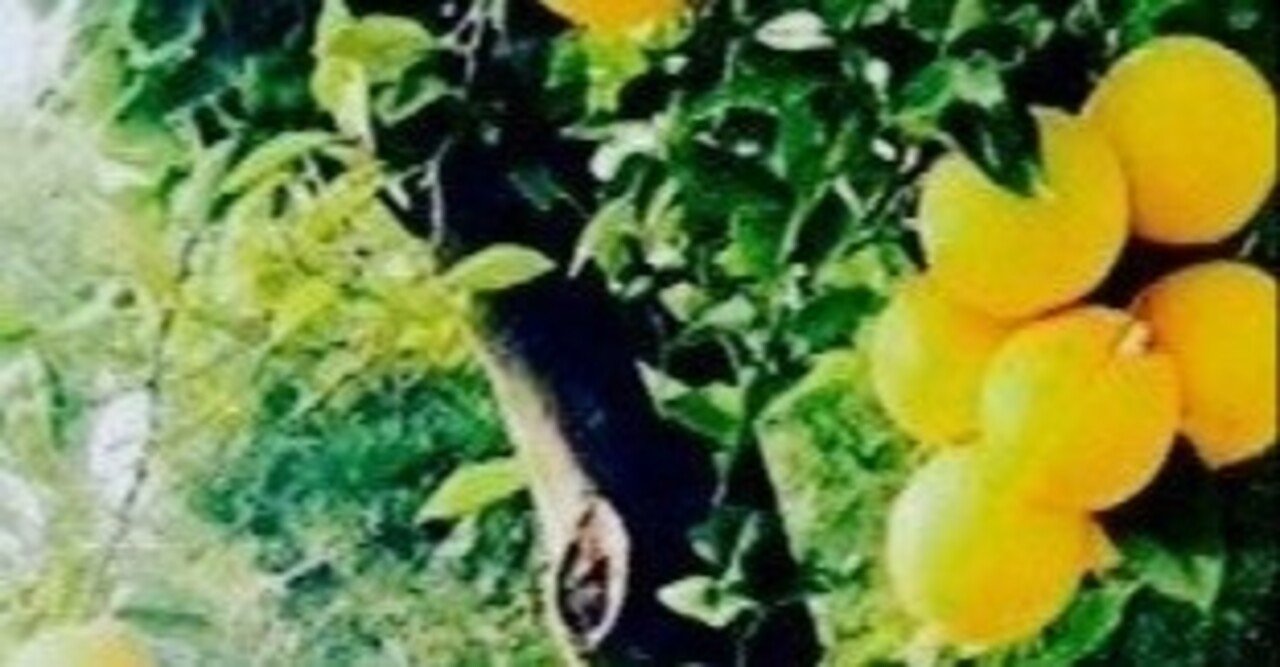 植物 グレープフルーツ コデマリユカ Note