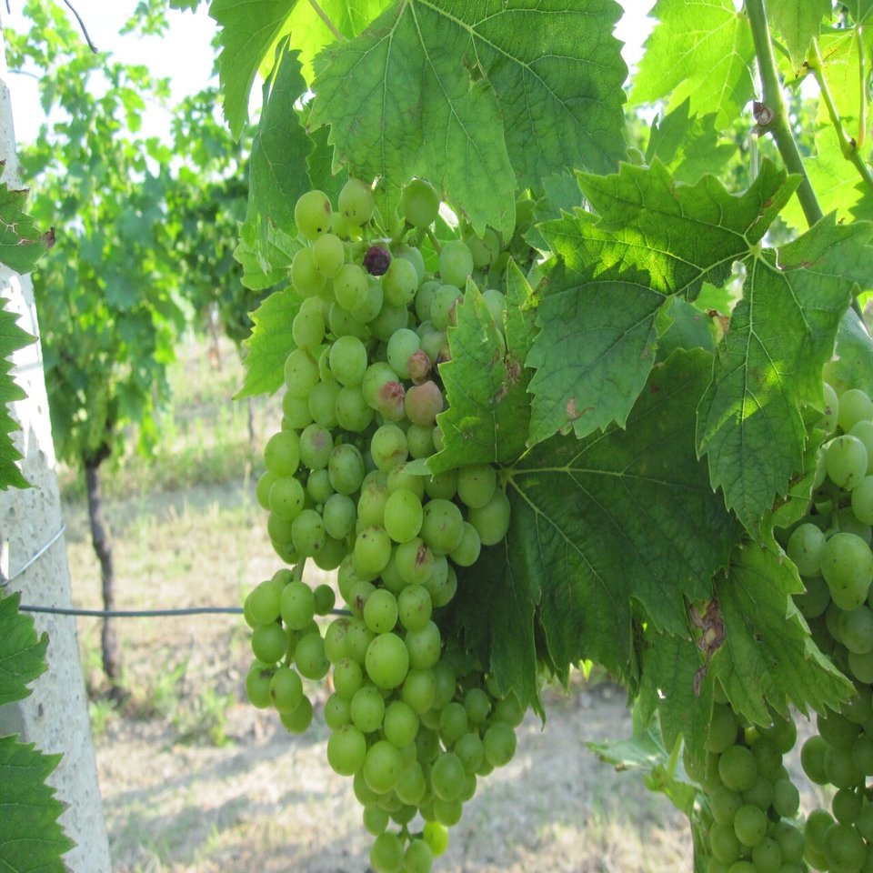 イタリアワインの歴史 イタリア郷土料理とワインの店 クオーレ エ マーレ Note