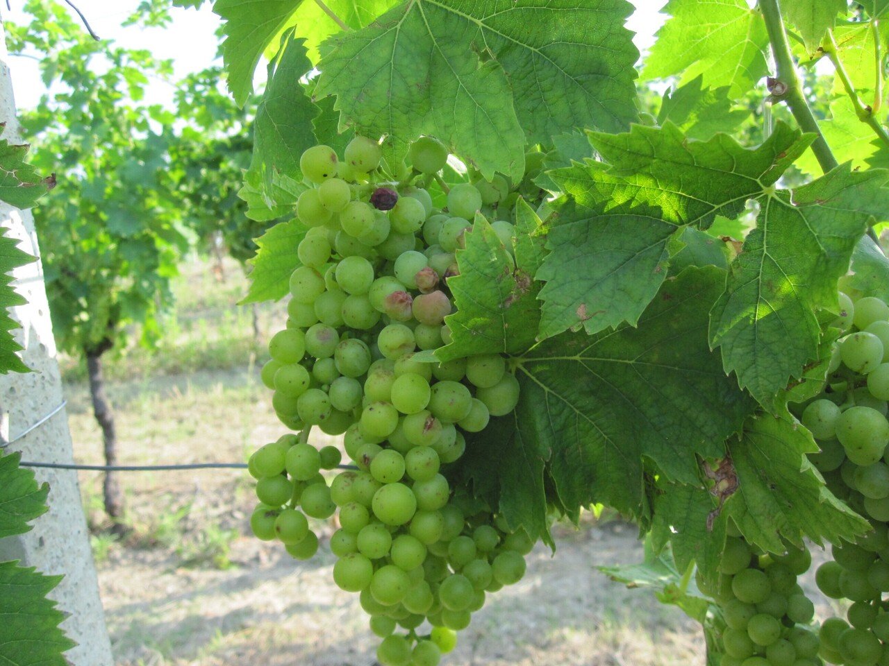 イタリアワインの歴史 イタリア郷土料理とワインの店 クオーレ エ マーレ Note イタリアワインの歴史 イタリア郷土料理とワインの店 クオーレ エ マーレ Note