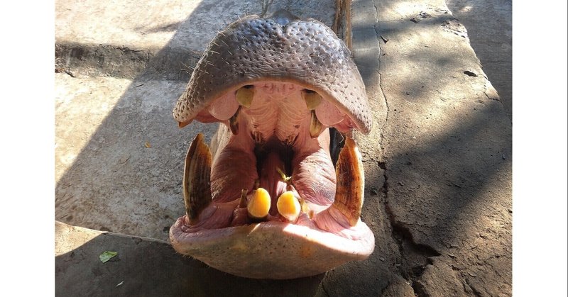 数学嫌いは 好き の裏返し 大森 武 Note