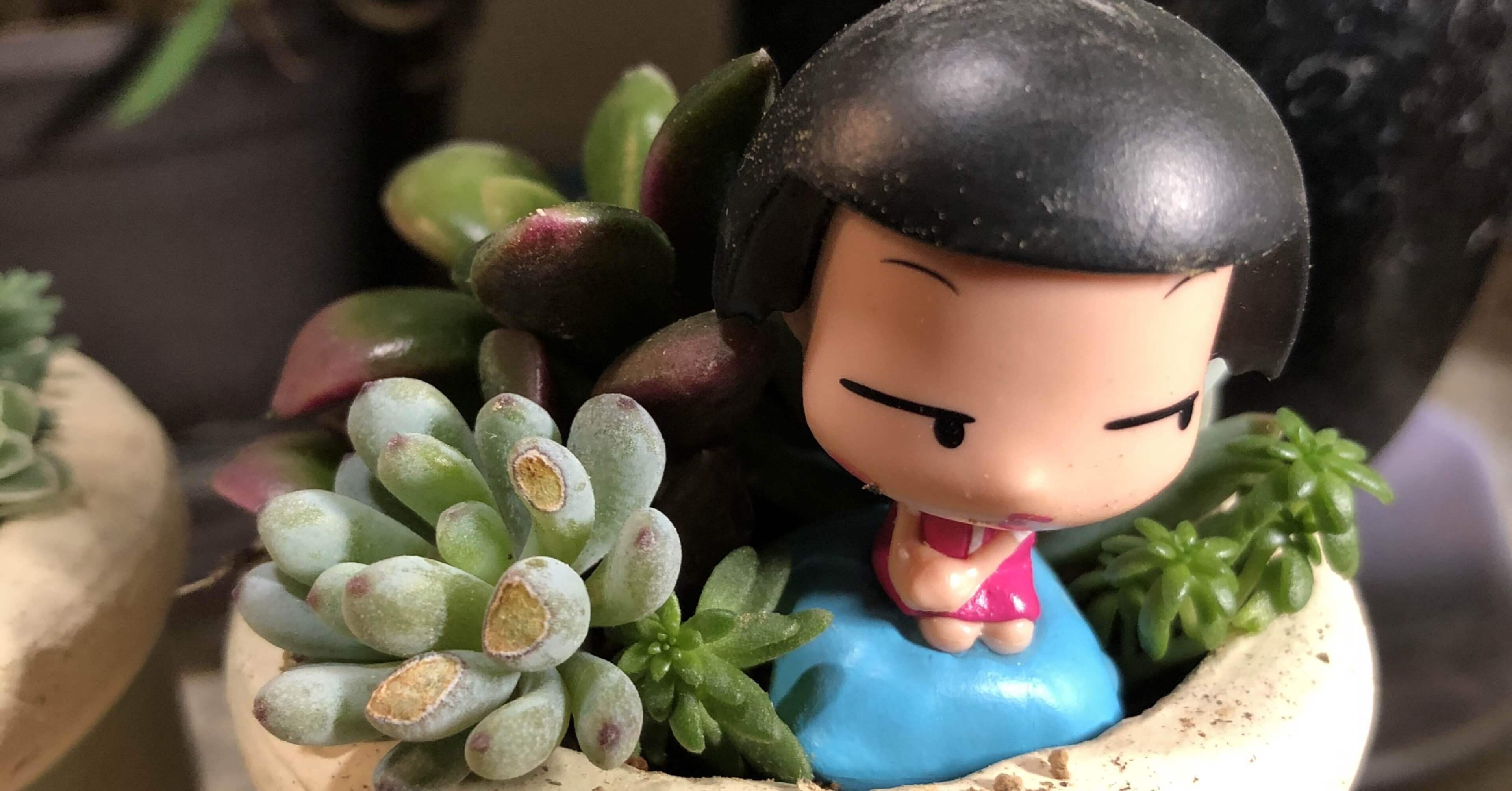 多肉植物にはまる ますみ Note 多肉植物にはまる ますみ Note